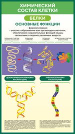 Стенд по биологии «Химический состав клетки»