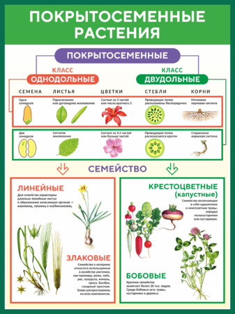 Стенд Покрытосеменные растения